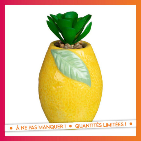 Succulente dans pot citron