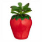 Succulente dans pot fraise