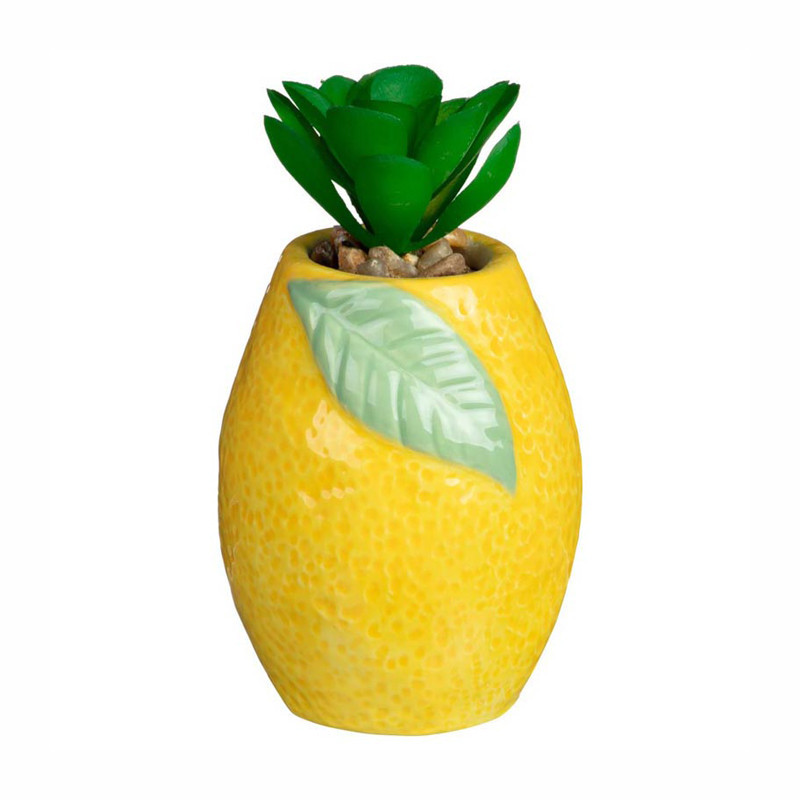 Succulente dans pot citron