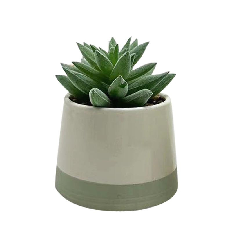 Succulente pot bicolore