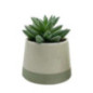 Succulente pot bicolore