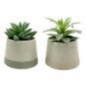 Succulente pot bicolore