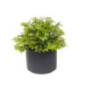 Plante en pot