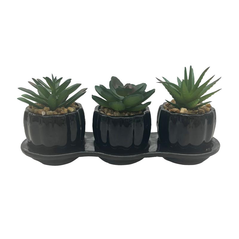 Set de 3 succulentes