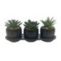 Set de 3 succulentes