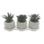 Set de 3 succulentes