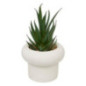 Succulente pot beton