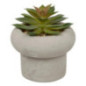 Succulente pot beton