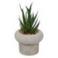 Succulente pot beton