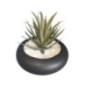 Succulente pot rond