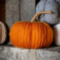Citrouille laine