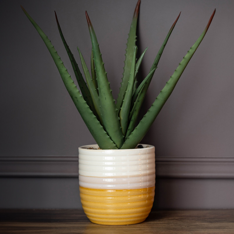 Aloe pot bicolore