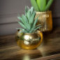 Succulente pot or