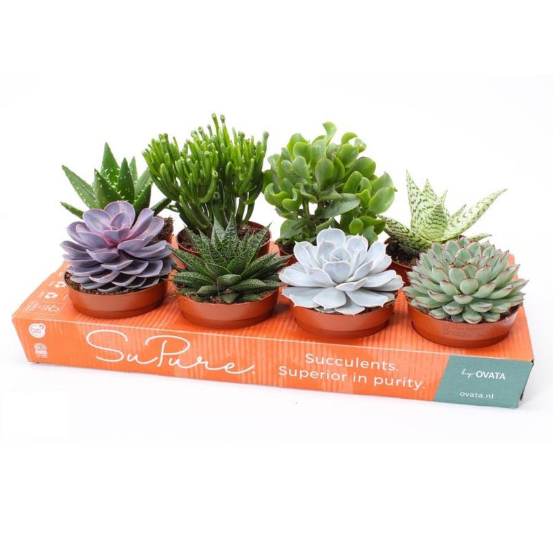 Succulent 12cm h12-25