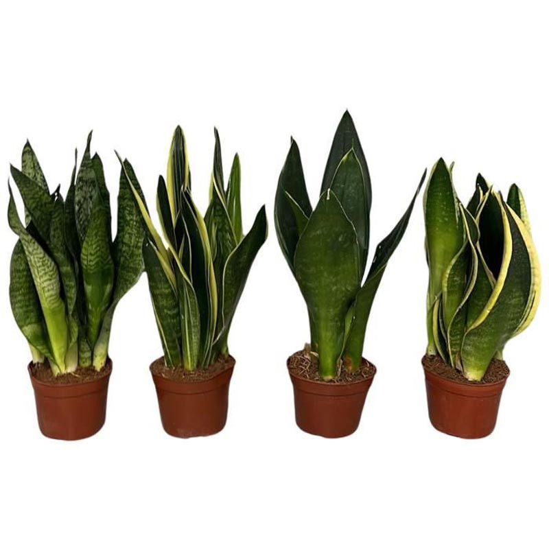 Sansevieria pot 9cm h20
