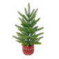 Sapin en pot 45 cm