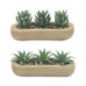 Trio succulentes