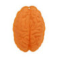 Moule patisserie cerveau