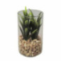 Succulente pot verre