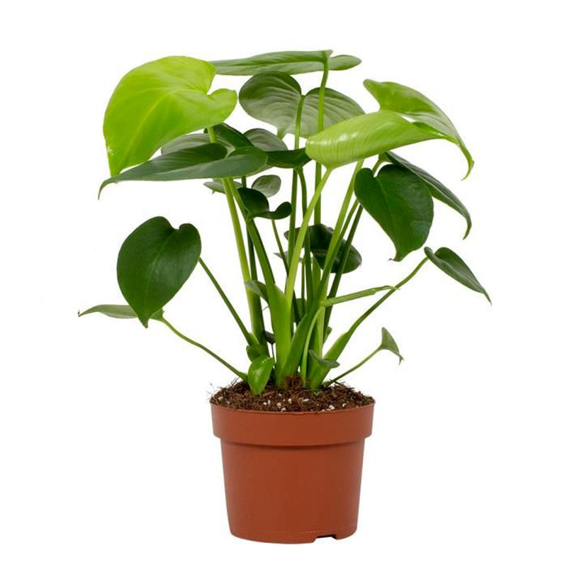 Monstera 12cm h30-40