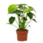 Monstera 12cm h30-40