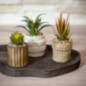 Petite plante ceramique