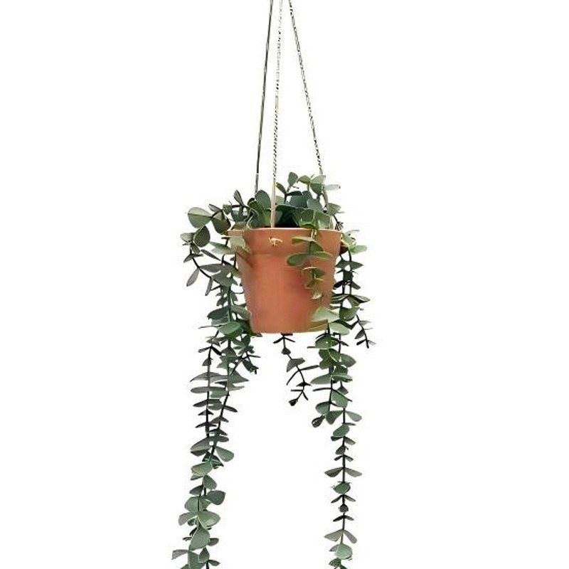 Eucalyptus pot suspendu