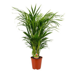 Dypsis pot 17cm h70-75