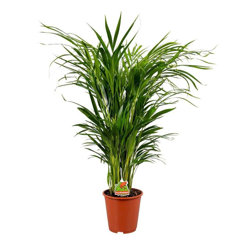 Dypsis pot 17cm h70-75