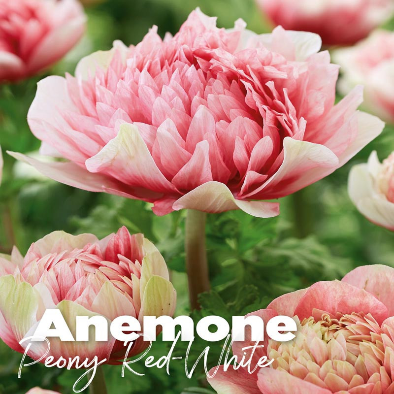 Anemone peaony red-white