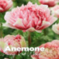 Bulbes anemone peaony red-white