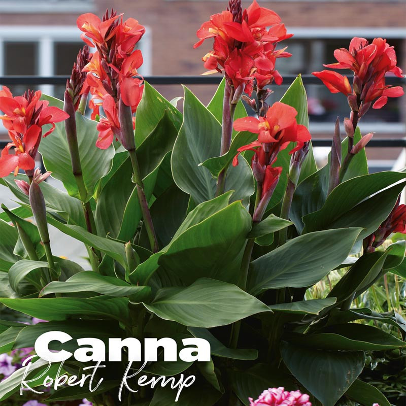 Canna robert kemp