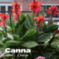 Canna robert kemp