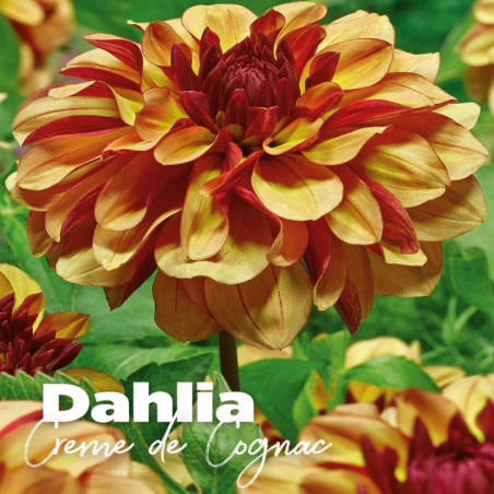 Bulbes dahlia creme de cognac