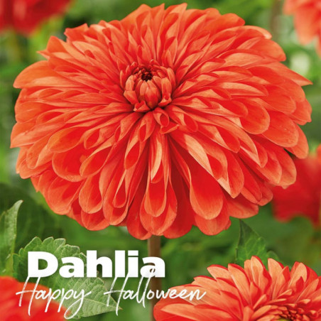 Bulbes dahlia happy halloween