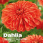 Bulbes dahlia happy halloween