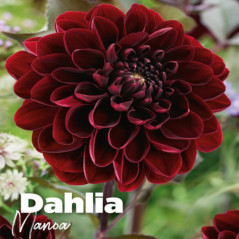 Bulbes dahlia manoa