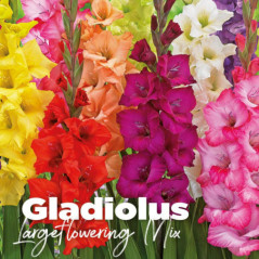 Bulbes gladiolus largeflowering
