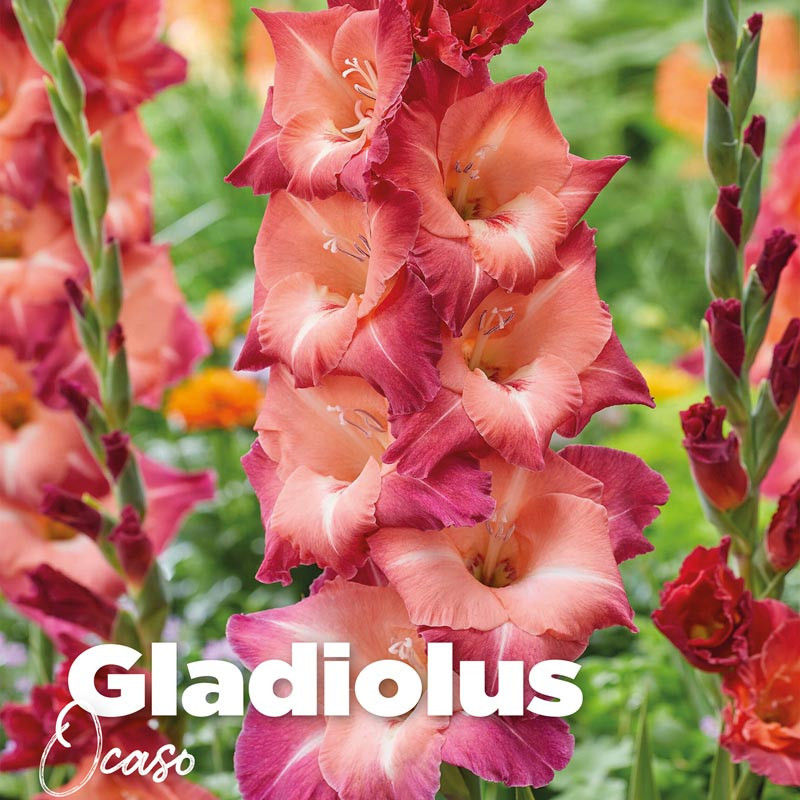 Gladiolus ocaso