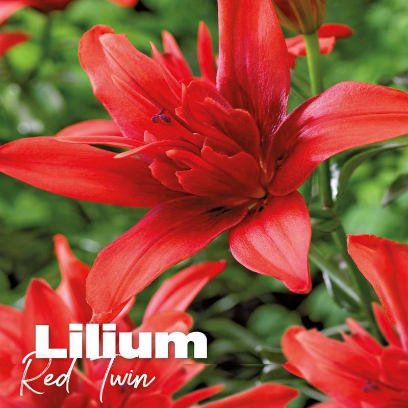 Lilium red twin