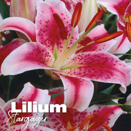 Bulbes lilium stargazer