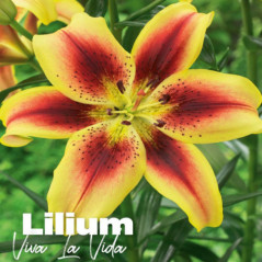 Lilium viva la vida