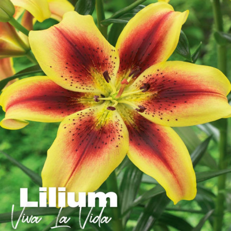 Lilium viva la vida