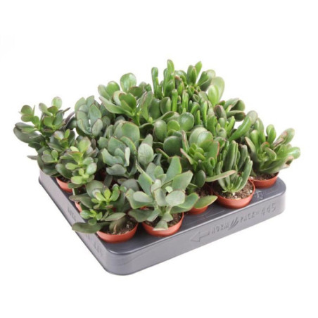 Pl crassula 5,5cm h10