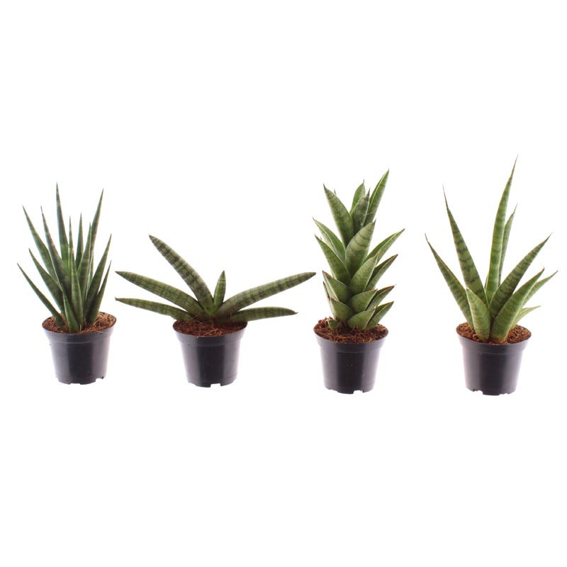 Pl sansevieria 7cm h10