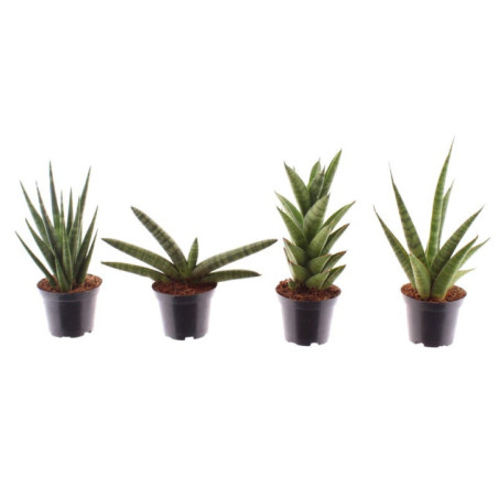 Pl sansevieria 7cm h10