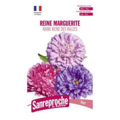 Reine marguerite naine r.des ha