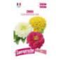 Zinnia dble fleur monstr varie