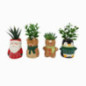 Pot de plante noel