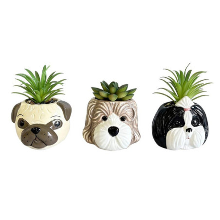 Succulente pot chien